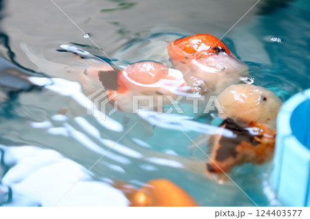 Many Kind of Goldfish Many Kind of Goldfish 124403577