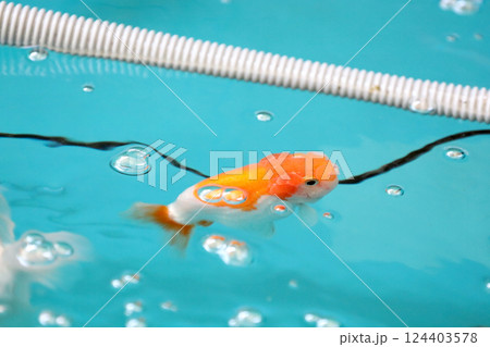 Many Kind of Goldfish Many Kind of Goldfish 124403578