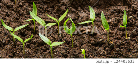 Sprout of pepper. Seedling of pepper . Sprout of pepper. Seedling of pepper . 124403633