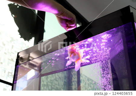 Cute Oranda Goldfish Cute Oranda Goldfish 124403655