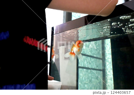 Cute Oranda Goldfish Cute Oranda Goldfish 124403657