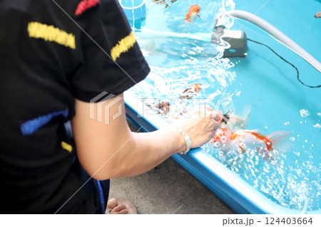 Group of Goldfish Group of Goldfish 124403664