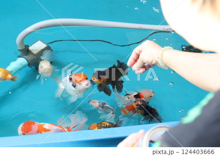 Group of Goldfish Group of Goldfish 124403666
