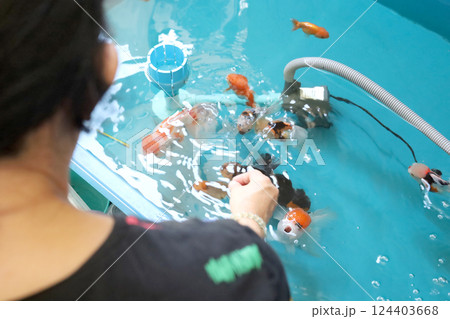 Group of Goldfish Group of Goldfish 124403668