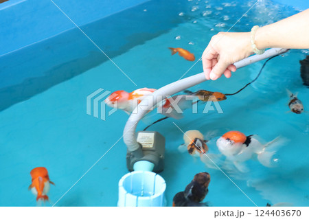 Group of Goldfish 124403670