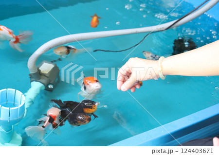 Group of Goldfish Group of Goldfish 124403671