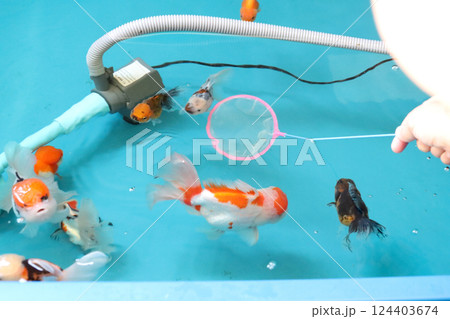 Group of Goldfish 124403674