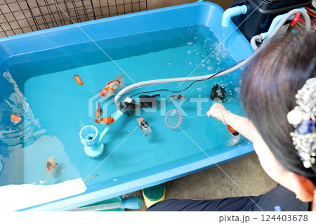 Group of Goldfish 124403678