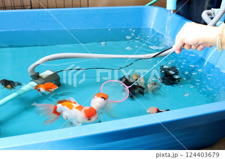 Group of Goldfish 124403679