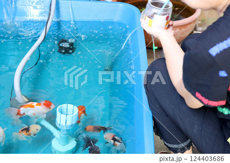 Group of Goldfish Group of Goldfish 124403686