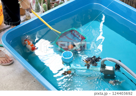 Group of Goldfish Group of Goldfish 124403692