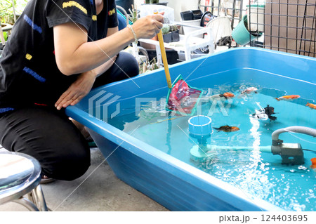 Group of Goldfish 124403695