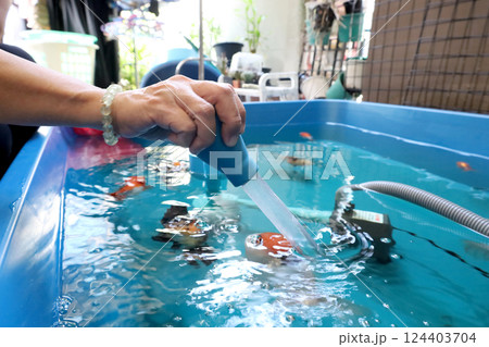 Group of Goldfish Group of Goldfish 124403704