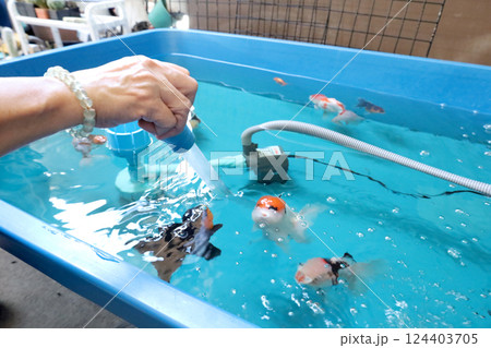 Group of Goldfish Group of Goldfish 124403705