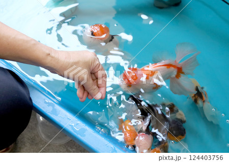 Group of Goldfish Group of Goldfish 124403756