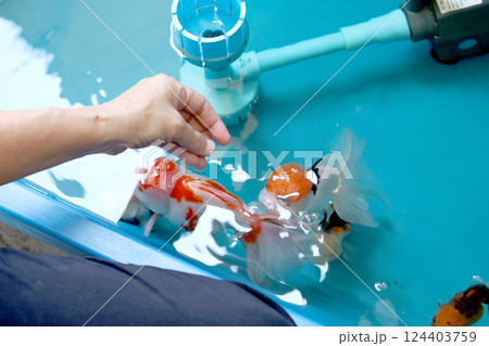 Group of Goldfish 124403759