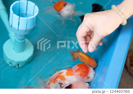 Group of Goldfish Group of Goldfish 124403760