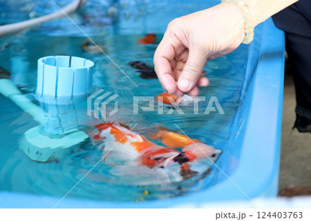 Group of Goldfish Group of Goldfish 124403763