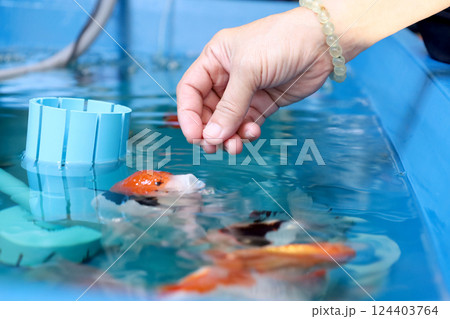 Group of Goldfish 124403764