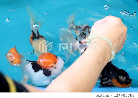Group of Goldfish 124403769