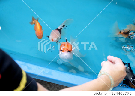 Group of Goldfish 124403770