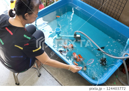 Group of Goldfish 124403772