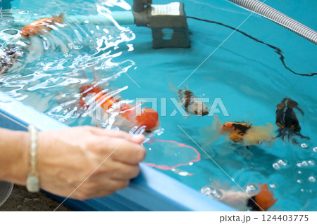Group of Goldfish 124403775