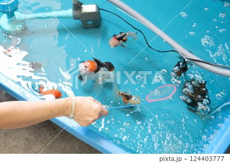 Group of Goldfish 124403777