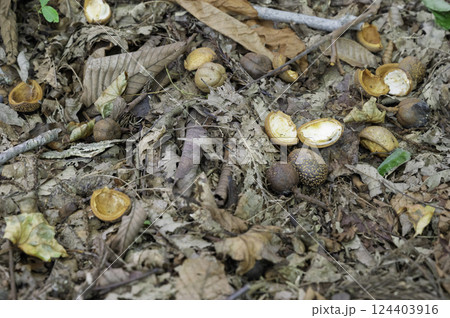 秋の森で拾った木の実 124403916