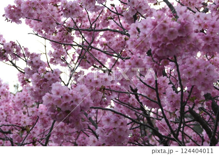 陽光桜 124404011