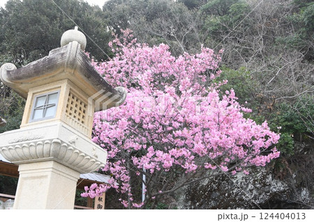 灯籠と陽光桜 124404013