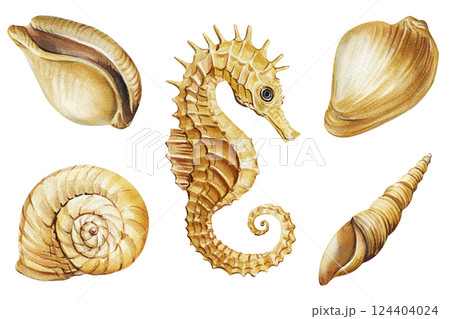 watercolor illustration of seahorse, seashells set, marine ocean nature elements collection tropical underwater sea life 124404024
