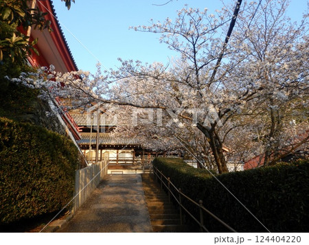 紀三井寺の夕桜 紀三井寺の夕桜 124404220