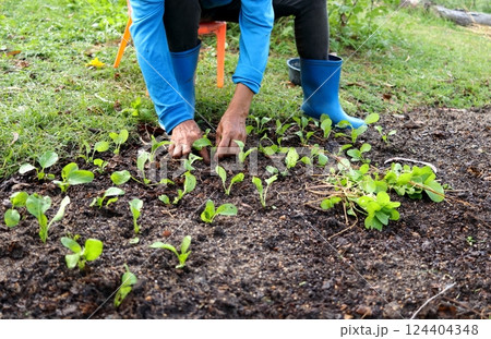 Woman hand planting Choy sum on ground. Woman hand planting Choy sum on ground. 124404348