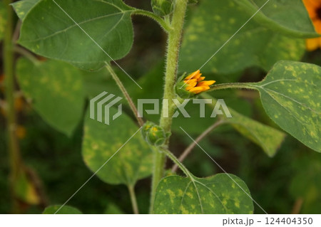 Young flower of sunflower growth. 124404350