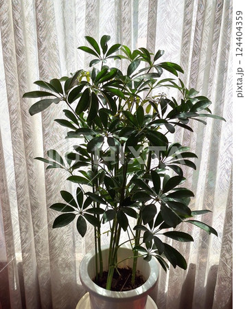 観葉植物　シェフレラ・ホンコンカポック 124404359