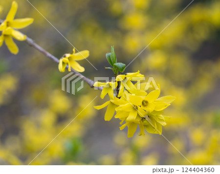 春を告げる花シナレンギョウ 124404360