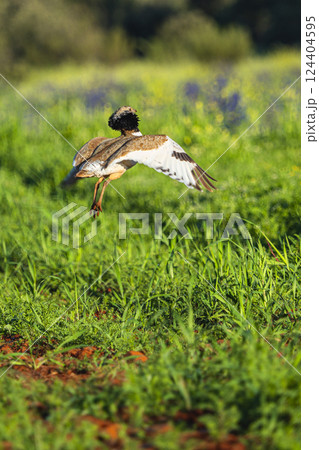 Little Bustard, Spain 124404595