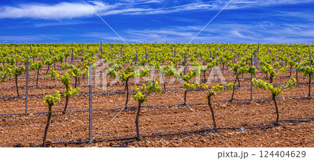 Valdepenas Vineyards, Spain Valdepenas Vineyards, Spain 124404629