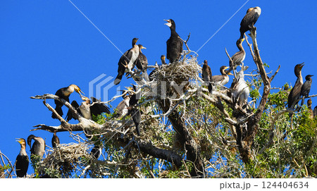 Reed cormorant, Chobe National Park, Botswana 124404634