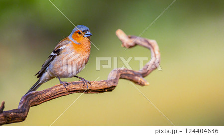 Chaffinch Chaffinch 124404636