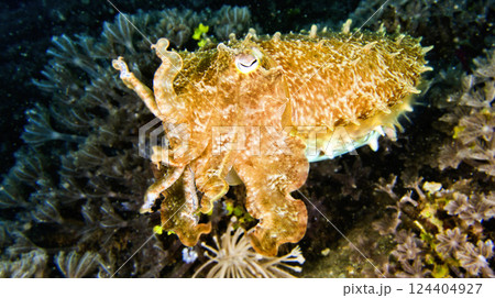 Broaoclub Cuttlefish, Indonesia 124404927