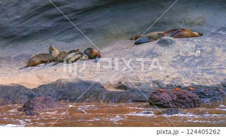 Galapagos Sea Lion, Galapagos National Park 124405262