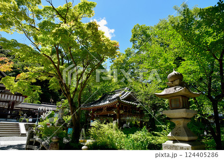 新緑に包まれた京都 松尾大社 新緑に包まれた京都 松尾大社 124405286