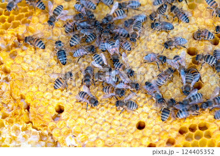 Bees sit on honeycombs with honey in a bee frame in a beehive close-up. Beekeeping, sealing honeycombs with wax and pouring honey, breeding and keeping bees Bees sit on honeycombs with honey in a bee frame in a beehive close-up. Beekeeping, sealing honeycombs with wax and pouring honey, breeding and keeping bees 124405352