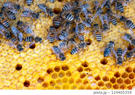 Bees sit on honeycombs with honey in a bee frame in a beehive close-up. Beekeeping, sealing honeycombs with wax and pouring honey, breeding and keeping bees 124405359