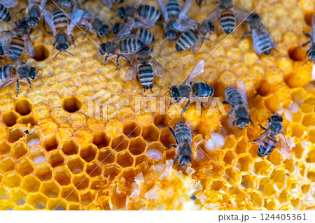 Bees sit on honeycombs with honey in a bee frame in a beehive close-up. Beekeeping, sealing honeycombs with wax and pouring honey, breeding and keeping bees 124405361