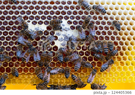 Bees sit on honeycombs with honey in a bee frame in a beehive close-up. Beekeeping, sealing honeycombs with wax and pouring honey, breeding and keeping bees 124405366