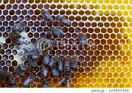 Bees sit on honeycombs with honey in a bee frame in a beehive close-up. Beekeeping, sealing honeycombs with wax and pouring honey, breeding and keeping bees Bees sit on honeycombs with honey in a bee frame in a beehive close-up. Beekeeping, sealing honeycombs with wax and pouring honey, breeding and keeping bees 124405369