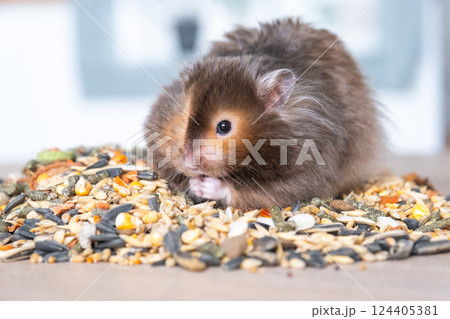 Funny fluffy Syrian hamster sits on a handful of seeds and eats and stuffs his cheeks with stocks. Food for a pet rodent, vitamins. Close-up Funny fluffy Syrian hamster sits on a handful of seeds and eats and stuffs his cheeks with stocks. Food for a pet rodent, vitamins. Close-up 124405381